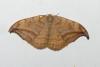 Drepana curvatula